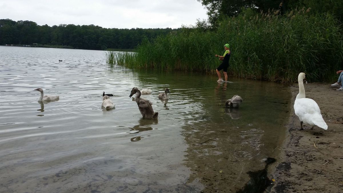 Regeneratives Radfahren, Schwimmen, Gehen, Radflicken und wieder Radfahren
