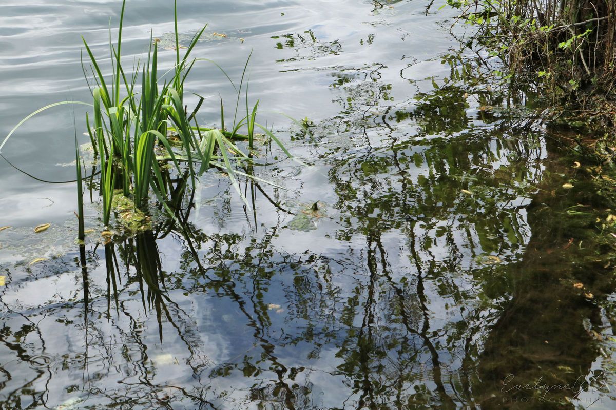 La Magie des Reflets.. dans l'Eau