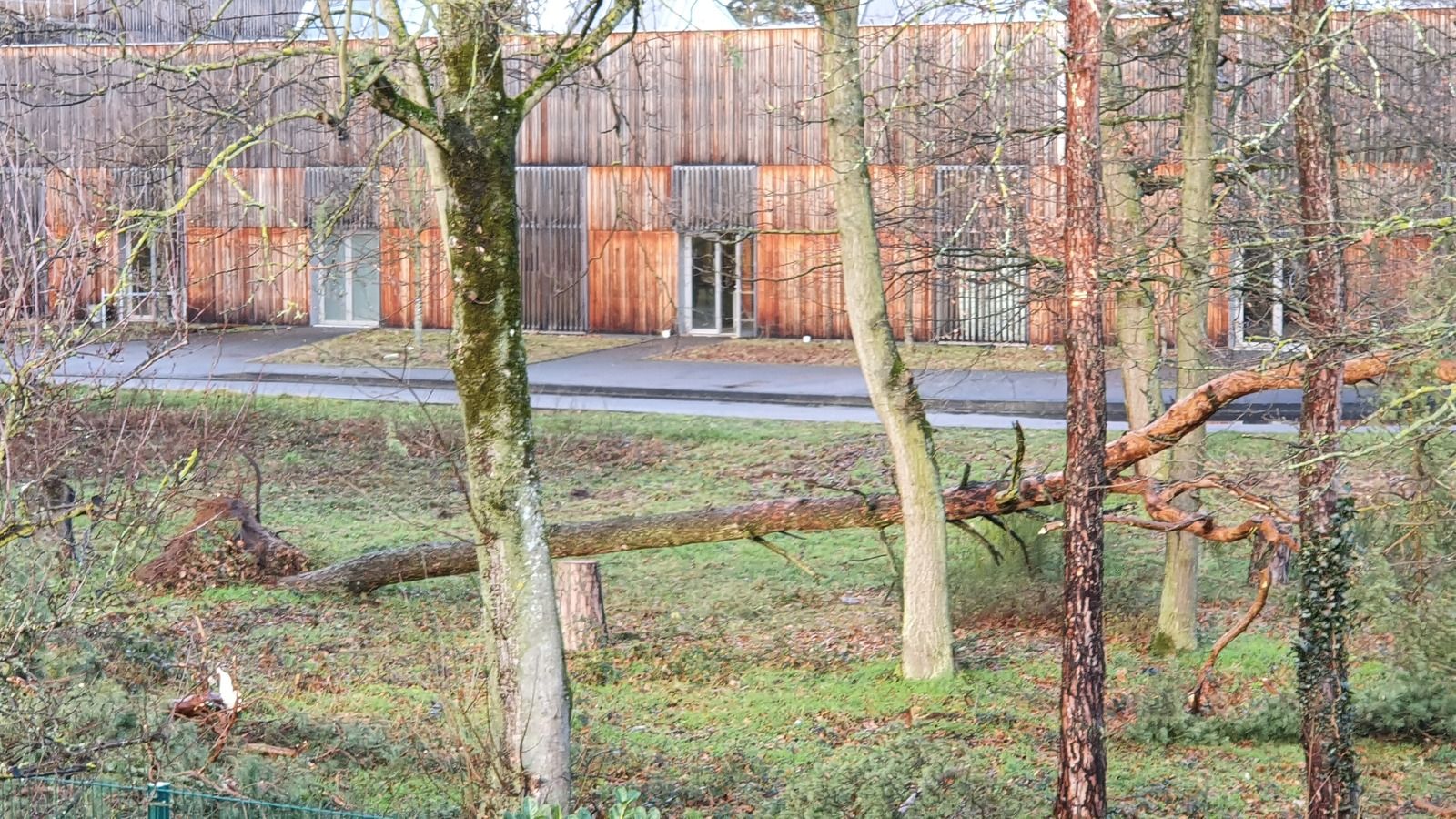 Tempête Ciara : Photos d'arbres victimes en Alsace