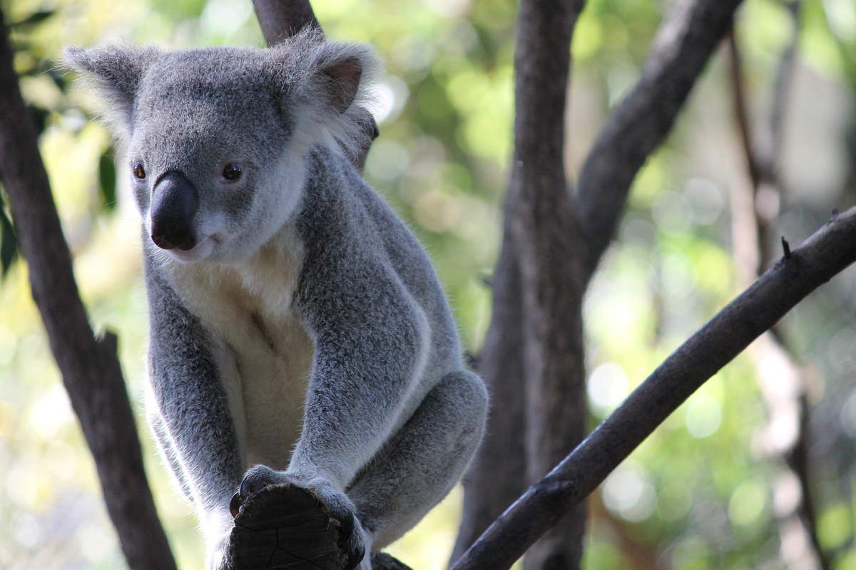 Les Koalas ont du mal de sortir de leur dodo...Mais la sonnette du petit déjeuner aura eu raison de leurs 20h de sommeil journalier