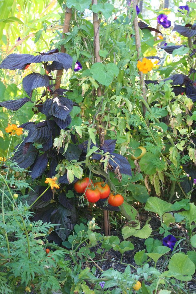 Un potager bio facile à cultiver - Les conseils de jardin de Vavou