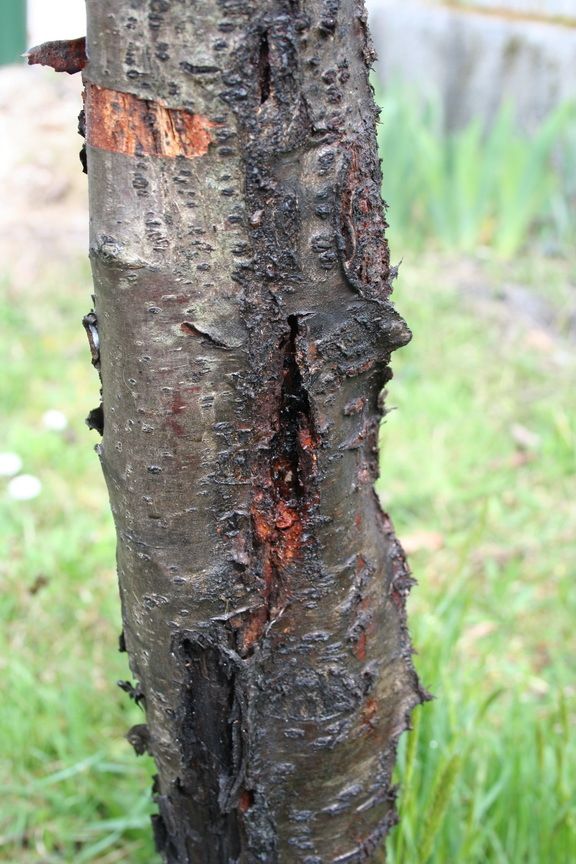 Maladies Des Arbres Fruitiers Traiter Champignons Et Bacteries Les Conseils De Jardin De Vavou