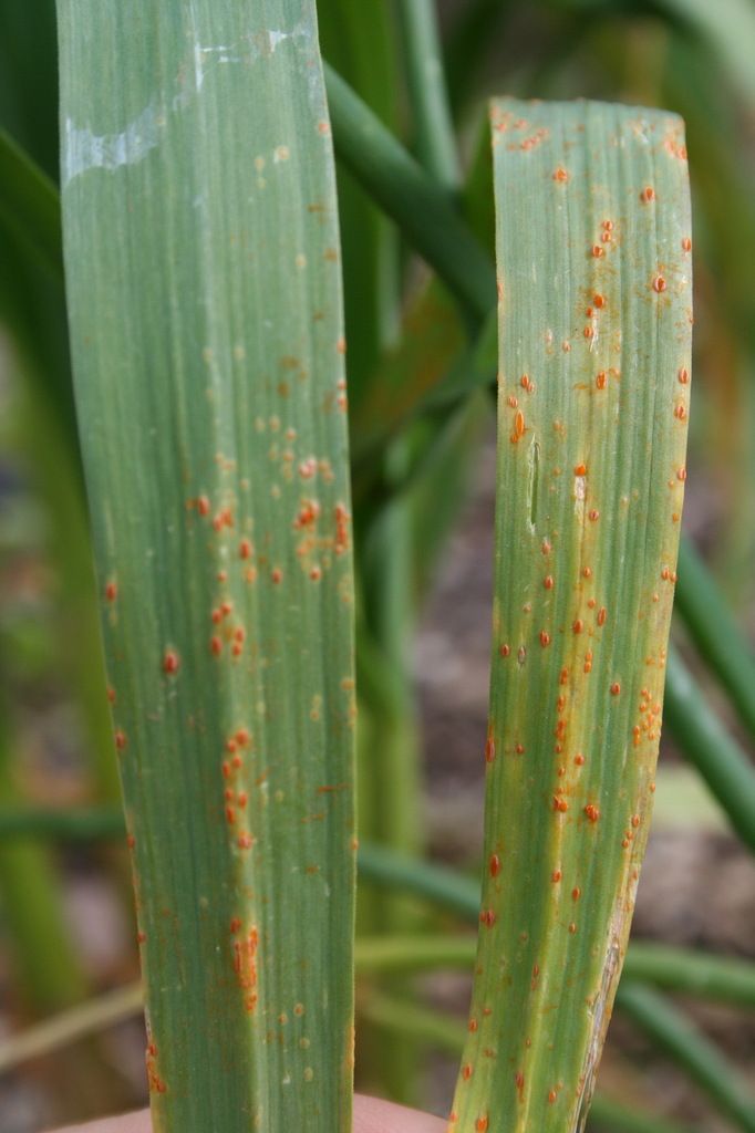 Maladies Des Arbres Fruitiers Traiter Champignons Et Bacteries Les Conseils De Jardin De Vavou