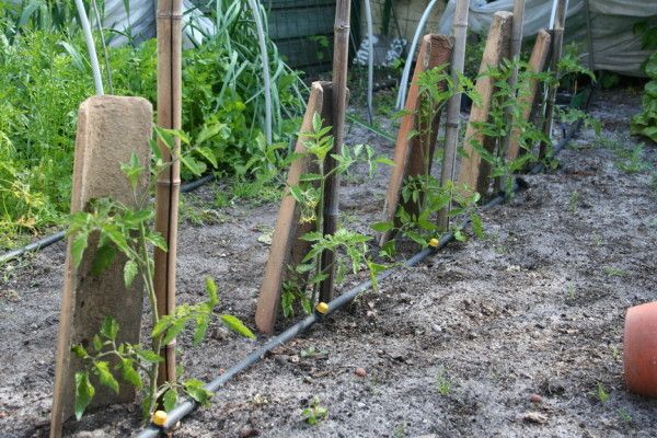Comment planter des tomates ? - Les conseils de jardin de ...