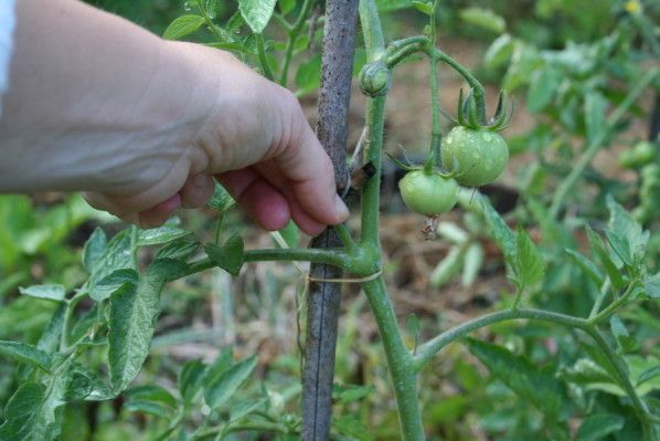 Pincer Et Tailler Les Tomates Poivrons Et Melons Les Conseils De Jardin De Vavou