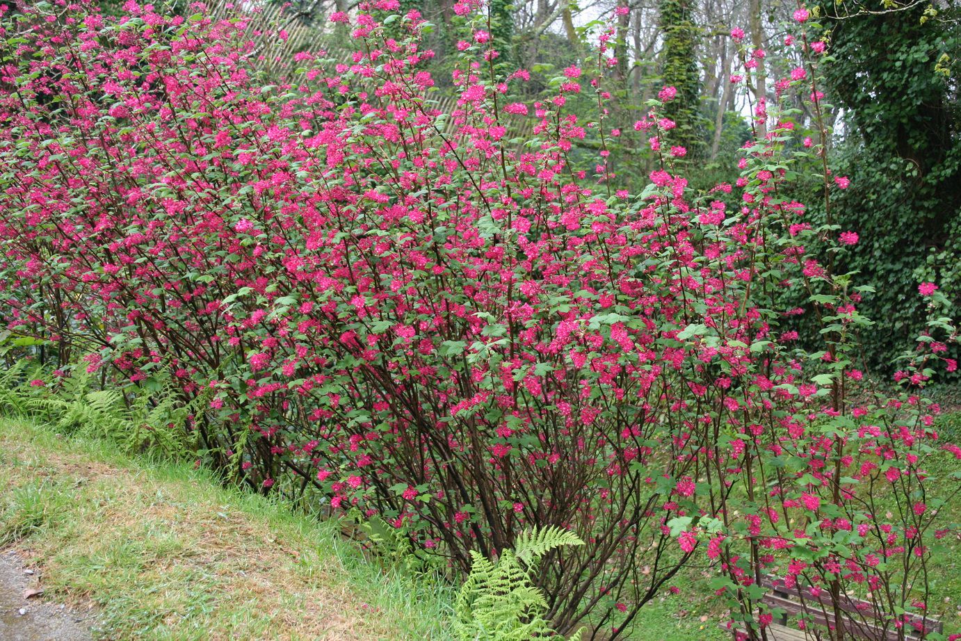 Arbustes à fleurs précoces au printemps : Viburnum, Groseillier à fleurs,  Edgeworthia, Corylopsis - Les conseils de jardin de Vavou