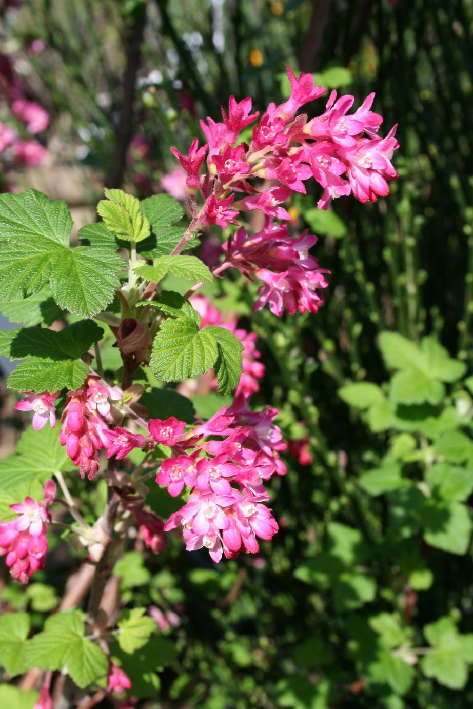 Arbustes à fleurs précoces au printemps : Viburnum, Groseillier à fleurs,  Edgeworthia, Corylopsis - Les conseils de jardin de Vavou