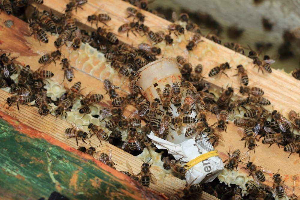 6) Élevage des reines 2018, l’introduction d’une reine dans une ruche Apiculture