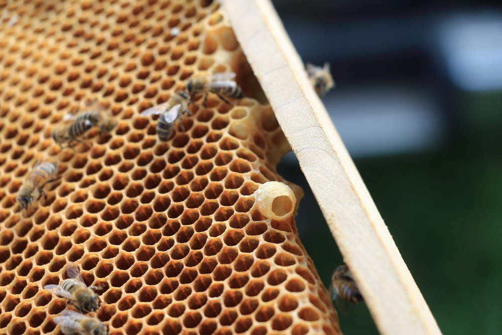6) Élevage des reines 2018, l’introduction d’une reine dans une ruche Apiculture