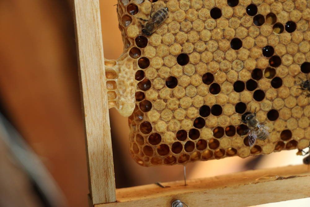 6) Élevage des reines 2018, l’introduction d’une reine dans une ruche Apiculture