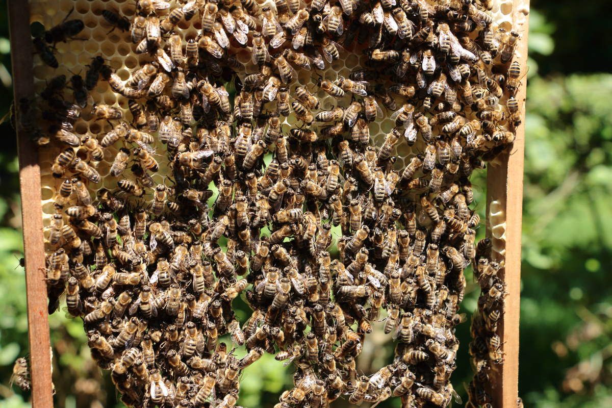 Chaine de landeau avec abeille