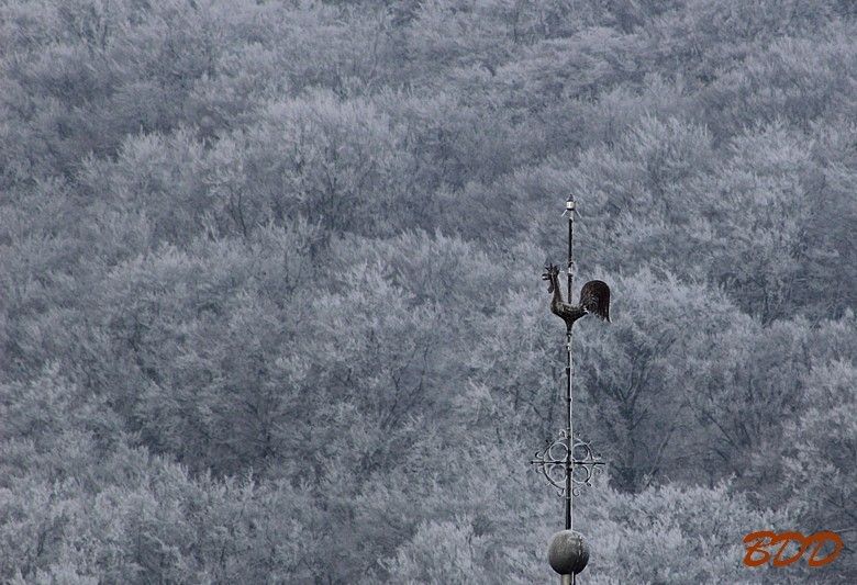 c'est l'hiver, coq du temple se les meule..........