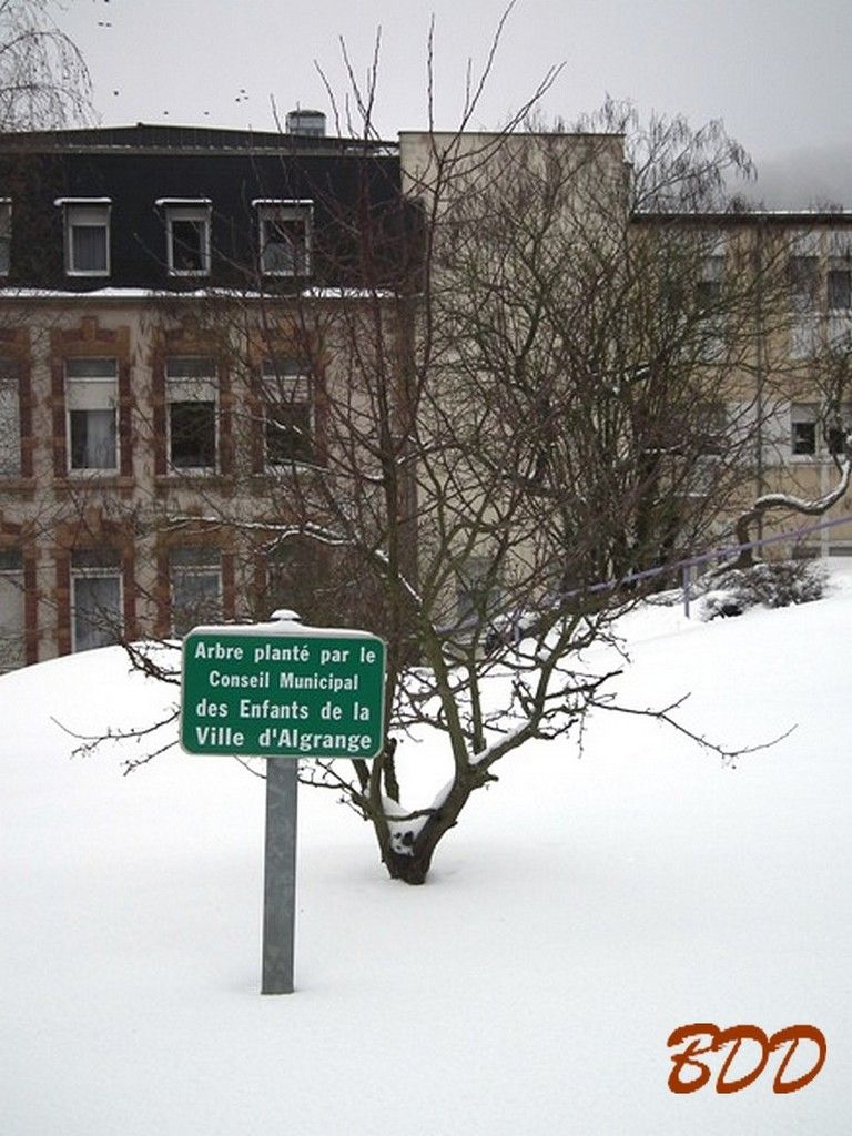 Arbre planté par les jeunes voila longtemps