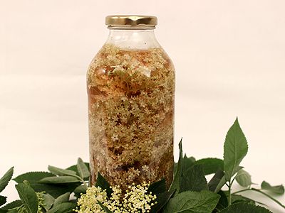Gelée de fleurs de sureau - La recette de la Maison du sureau