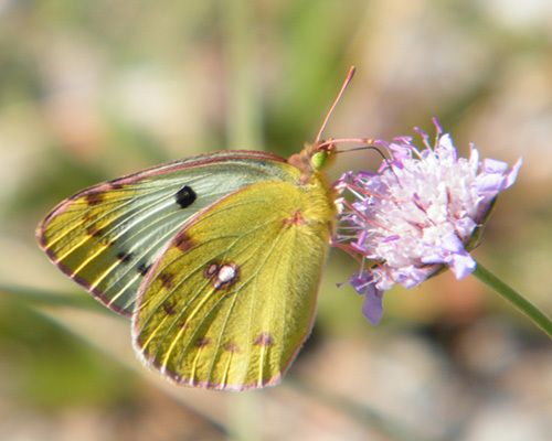 Le soufré "Colias hyale" - femelle - sur une espèce de centaurée. Lubéron (04) 07.09.2014 - 470 m - bord chemin forestier.