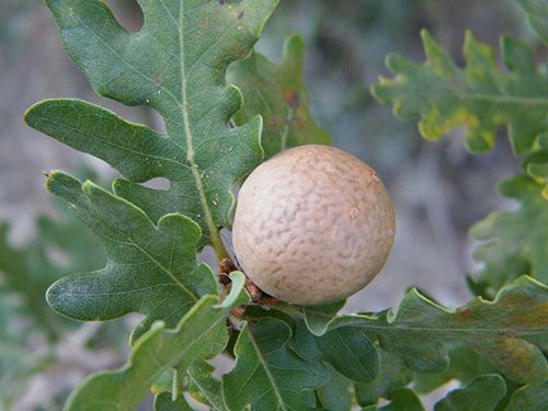 Une autre galle du chêne en pomme -  septembre - Luberon (04) "Biorrhiza pallida"