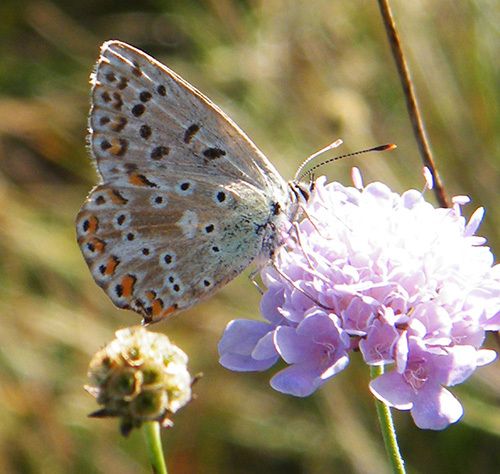 L'argus bleu céleste "Lyssandra bellargus" vu de dessous sur une scabieuse - 07.09 - Luberon (04)