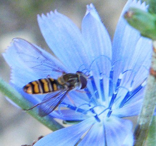 Syrphe ceinturé sur fleur de lin - Lubéron (04) - septembre -