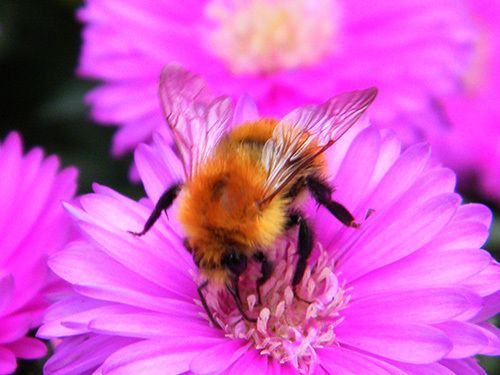 Bombus agrorum pascuoarum sur aster - 23 septembre