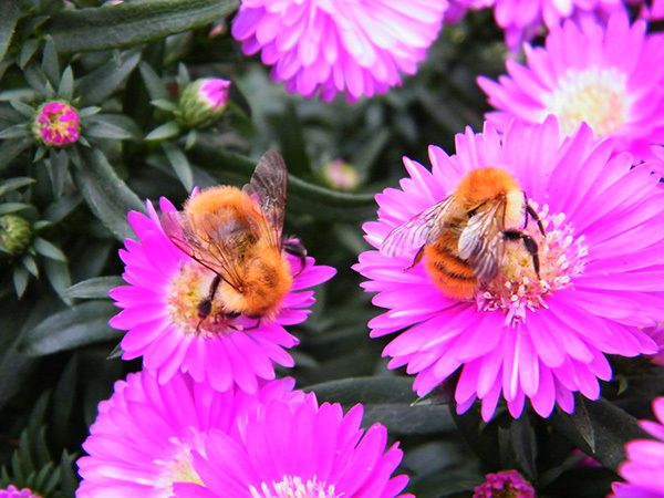 Bombus agrorum sur asters