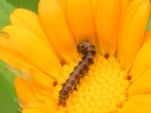 La chenille de l'Armigère à deux étapes de son évolution. Ici sur fleur de souci - Marignane (13) 06.10.2014. T 25°