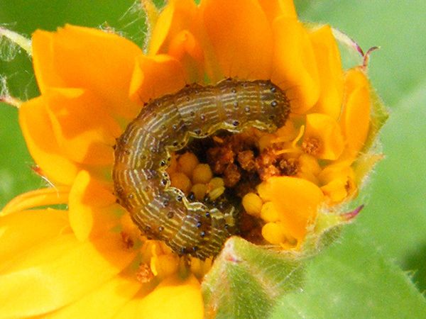 La chenille de l'Armigère à deux étapes de son évolution. Ici sur fleur de souci - Marignane (13) 06.10.2014. T 25°