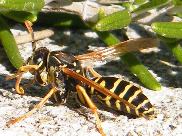 POLISTE DOMINULA. Femelle sur l'aneth en juin.