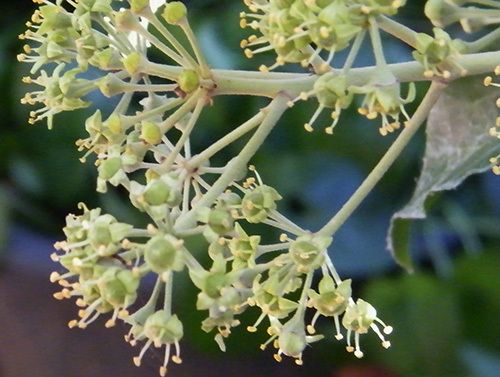 Le lierre en fleurs sur le tronc mort du sureau. (31.08.2014). Fleurs, feuille et baies pour les oiseaux !