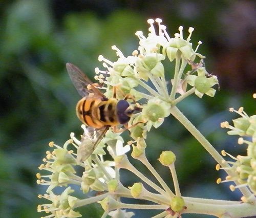 Les fleurs du lierre avec une éristale des fleurs (eristalis florea)  en visite. Ses baies en novembre. et un bombyle hottentotta. Eristale gluante.