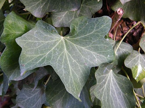 Le lierre en fleurs sur le tronc mort du sureau. (31.08.2014). Fleurs, feuille et baies pour les oiseaux !