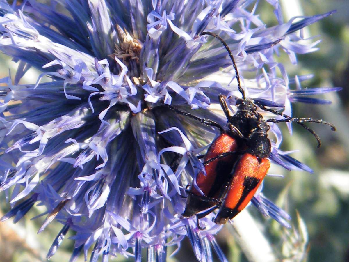 Accouplement "Anoplodera cordigera" sur chardon Roland ou roulant -  11.07 Luberon (04) 470 m