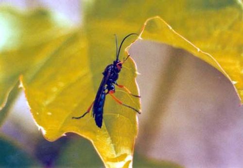 TROGUS LAPIDATOR - 15 mm - hyménoptère - Parasite les chrysalides de "Papilio machaon"