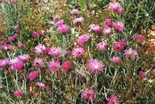 Les yeux du Christ "Aster amellus" - Massif de la Nerthe, commune du Rove (13) - Conservatoire du littoral.