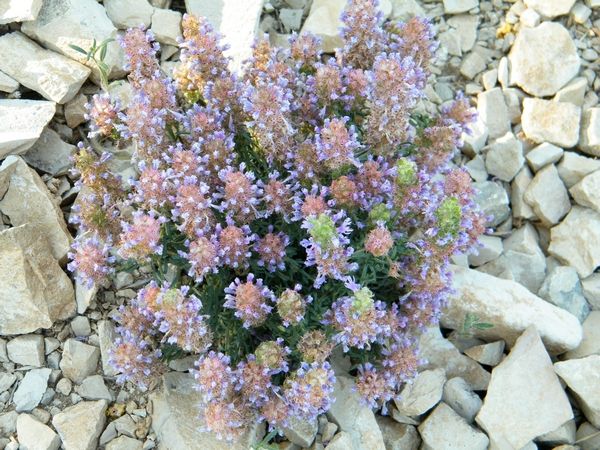 CORIS DE MONTPELLIER dans la rocaille - Luberon (04) - juillet. Lavande aspic "Lavandula latifolia", anciennement "L. spica" sur le rocher d'une falaise. Il lui faut le minimum vital !