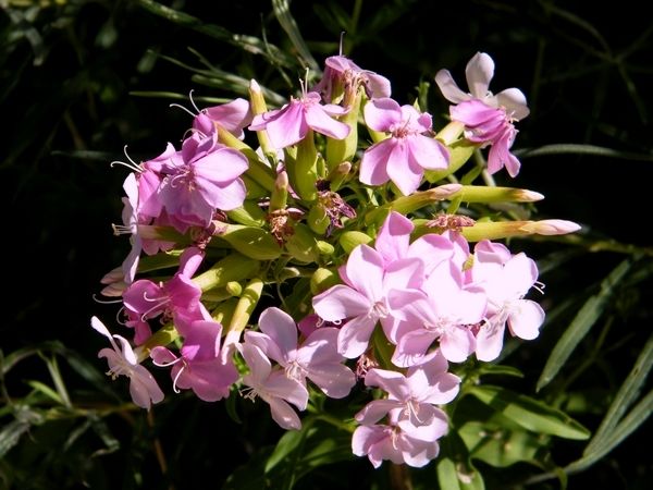 La saponaire officinale (Saponaria officinalis) est une plante herbacée vivace. Jadis remplacée le savon et la lessive !