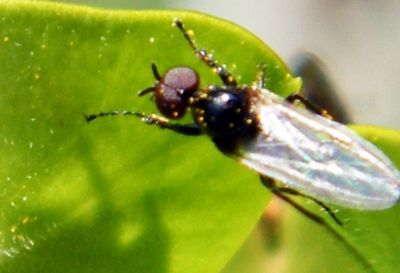 Les diptères DILOPHUS FEBRILIS ( 5 mm ) sur fleur d'euphorbe characias - Mars - Nom binominal. Dilophus febrilis (Linnaeus, 1758). Dilophus febrilis est une espèce d'insectes diptères nématocères de la famille des Bibionidae.