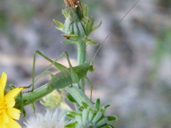 Larve de "Leptophyes punctatissima" - Lubéron (04) - juillet.