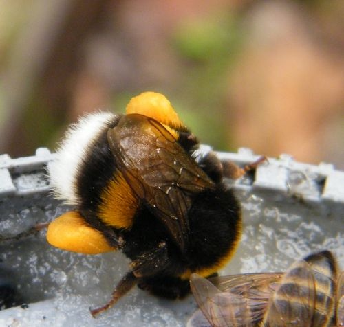 Tous les jours de retour avec les pattes bien pourvues le 27.12 ! Le 31.12.2015 "Bombus terrestris" était déjà sur la soucoupe à 7 h 45 alors que le jour n'était pas complètement levé ! À moins d'y avoir passé la nuit ! Il butinait. T 9°