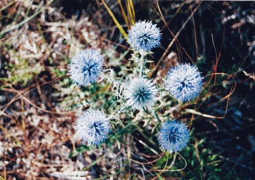 L'Azurite "Echinops ritro".