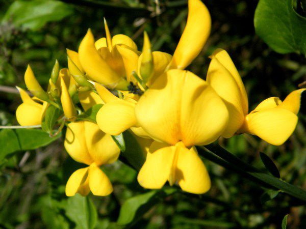 Le genêt et ses fleurs - La mouche,elle , n'est pas assez lourde pour faire fonctionner la pollinisation.