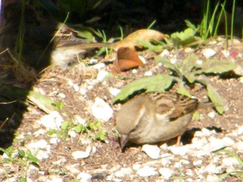 Pour lutter contre ses parasites, un moineau domestique prend un bain de poussière près de la haie - 08.03.2016 au jardin