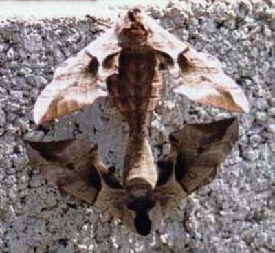 L'accouplement des imagos contre un mur... on voit bien la jonction des abdomens en tête-bêche.