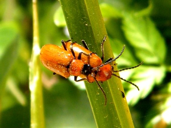 Accouplements "Exosoma lusitanicum" - 19.04 - Mâle sur pensée - pollinisateur potentiel d’Ophris apifera. -