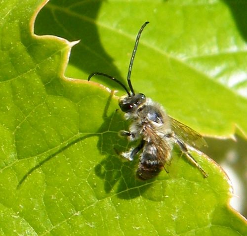 EUCERA LONGICORNIS le mâle et la femelle posés sur une feuille entre deux butinages. Fin avril. 