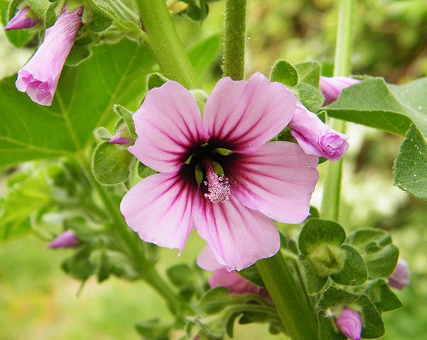 Une Malvacées royale, la mauve arborescente. Voir page spéciale botanique.