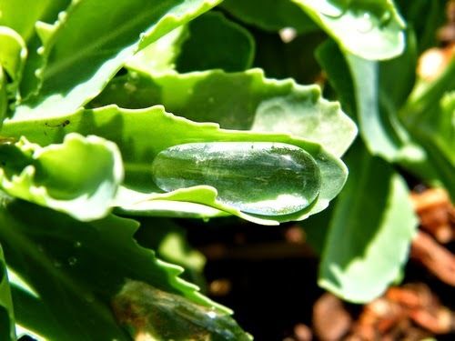 Sur une feuille de sedum spectabile, une goutte d'eau, réserve pour désaltérer les insectes ! Un bouquet de sedums, fort apprécié de tous les butineurs et coriace. Supporte bien la chaleur et la sécheresse. 29.09.