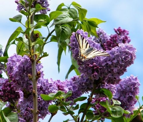 Flambé sur lilas, le printemps est là !