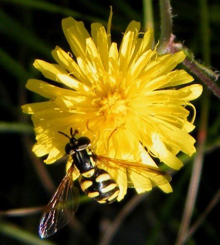 "Chrysotoxum cautum" - Juin 2016 - Luberon (04) -