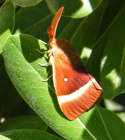 LASIOCAMPA QUERCUS mâle - Minime à bande ou bombyx du chêne - 27.08.2016 - 13 h 