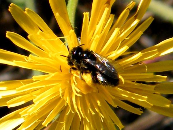 Panurgus sp. s'accouplant. Petites abeilles ( 5-7 mm) butinant exclusivement sur les asteracées. Luberon (04) - août. 